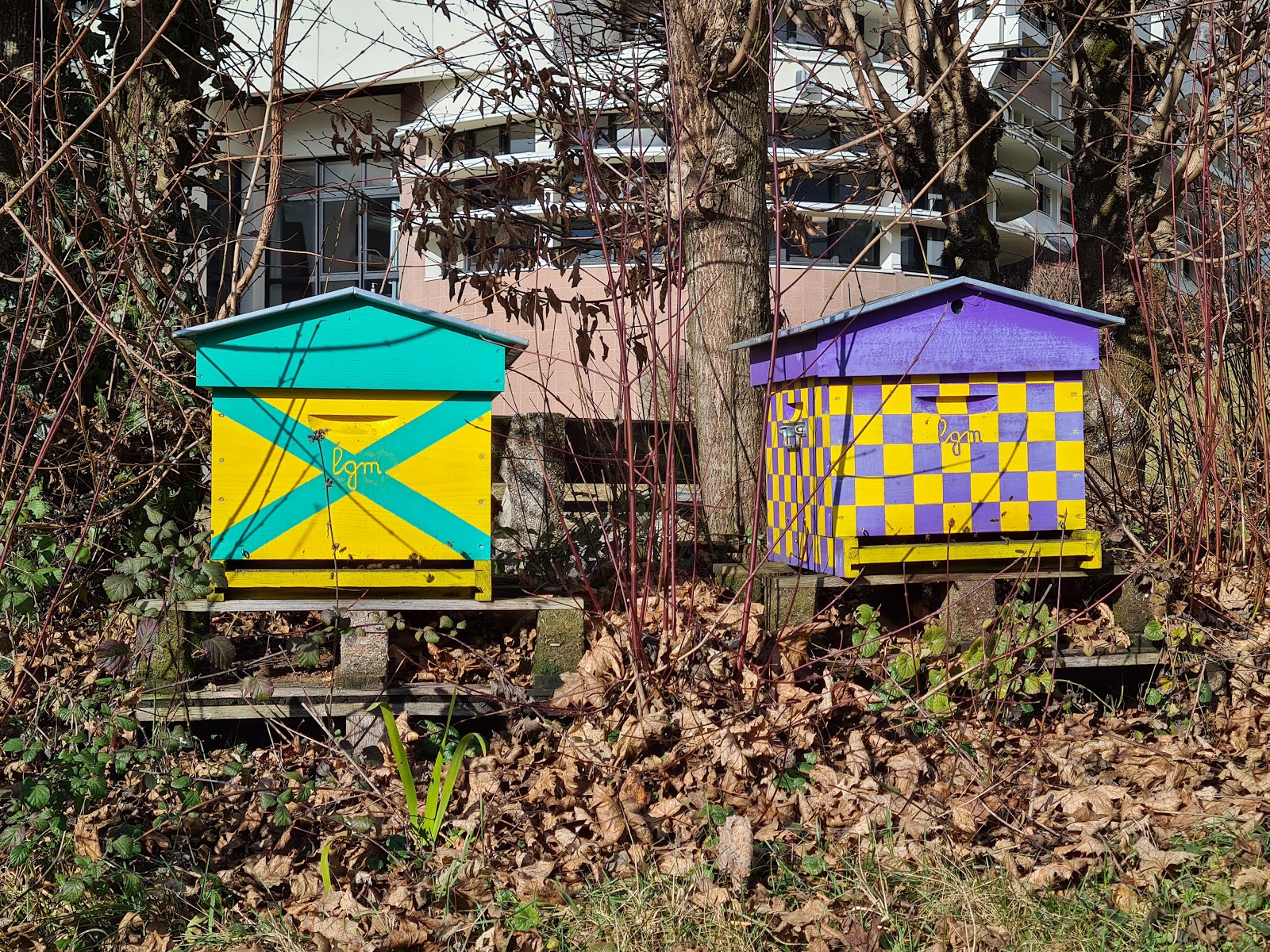 Photo de la ruche du lycée du Grésivaudan